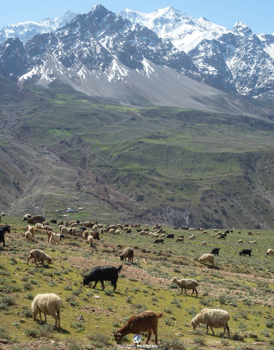 Swat, Chitral & Kailash — 7 Days