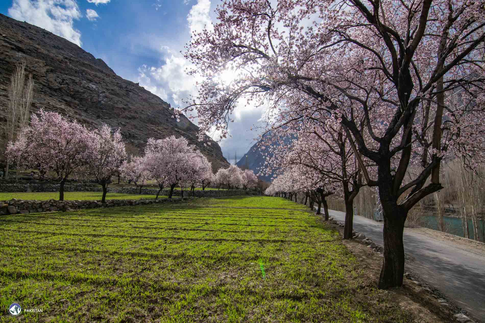 Blossom Trip to Ghizar