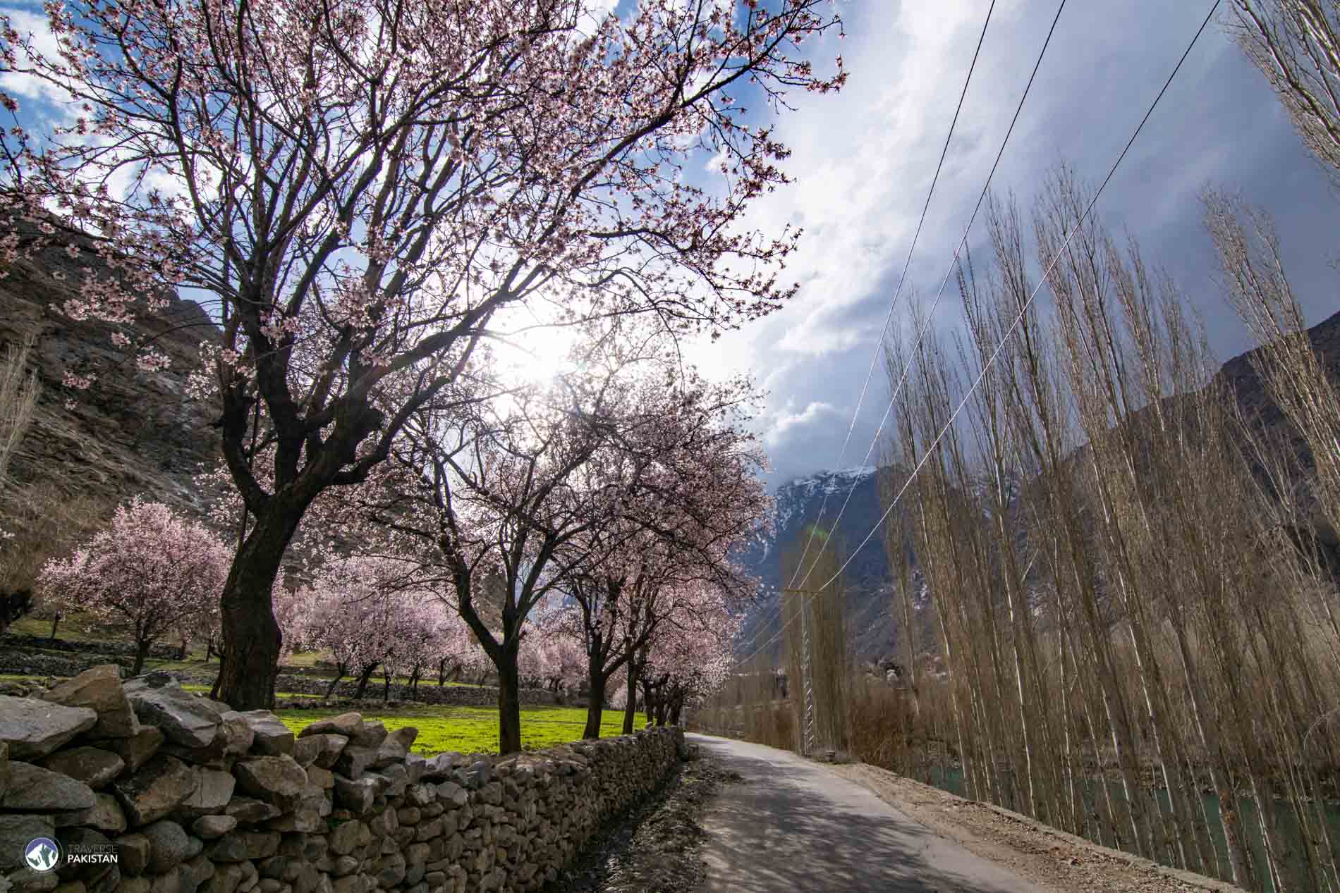 Blossom Trip to Ghizar