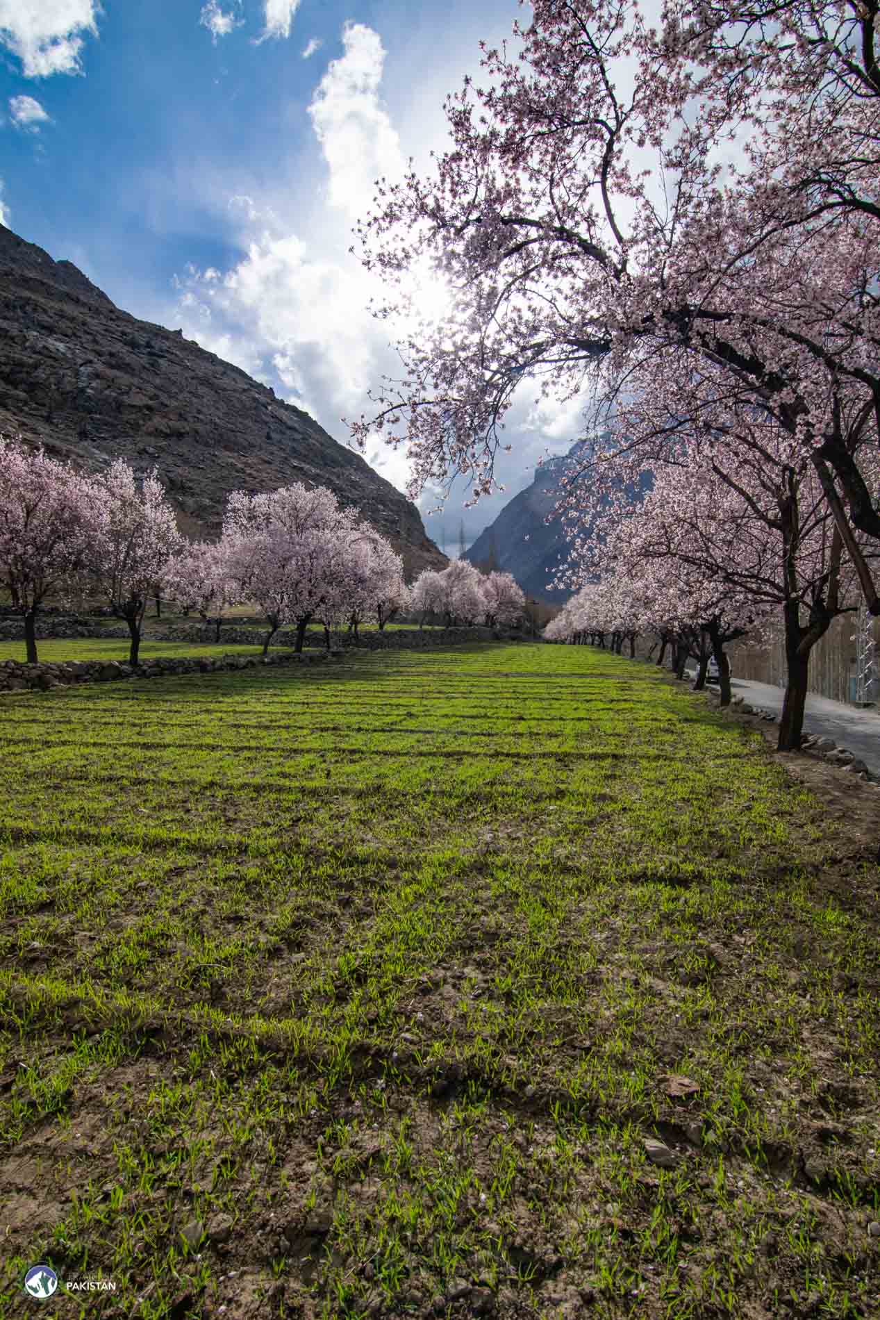Blossom Trip to Ghizar