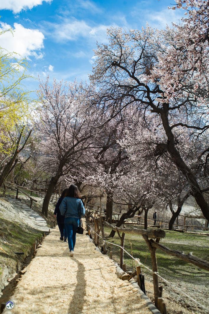 Blossom Trip to Hunza
