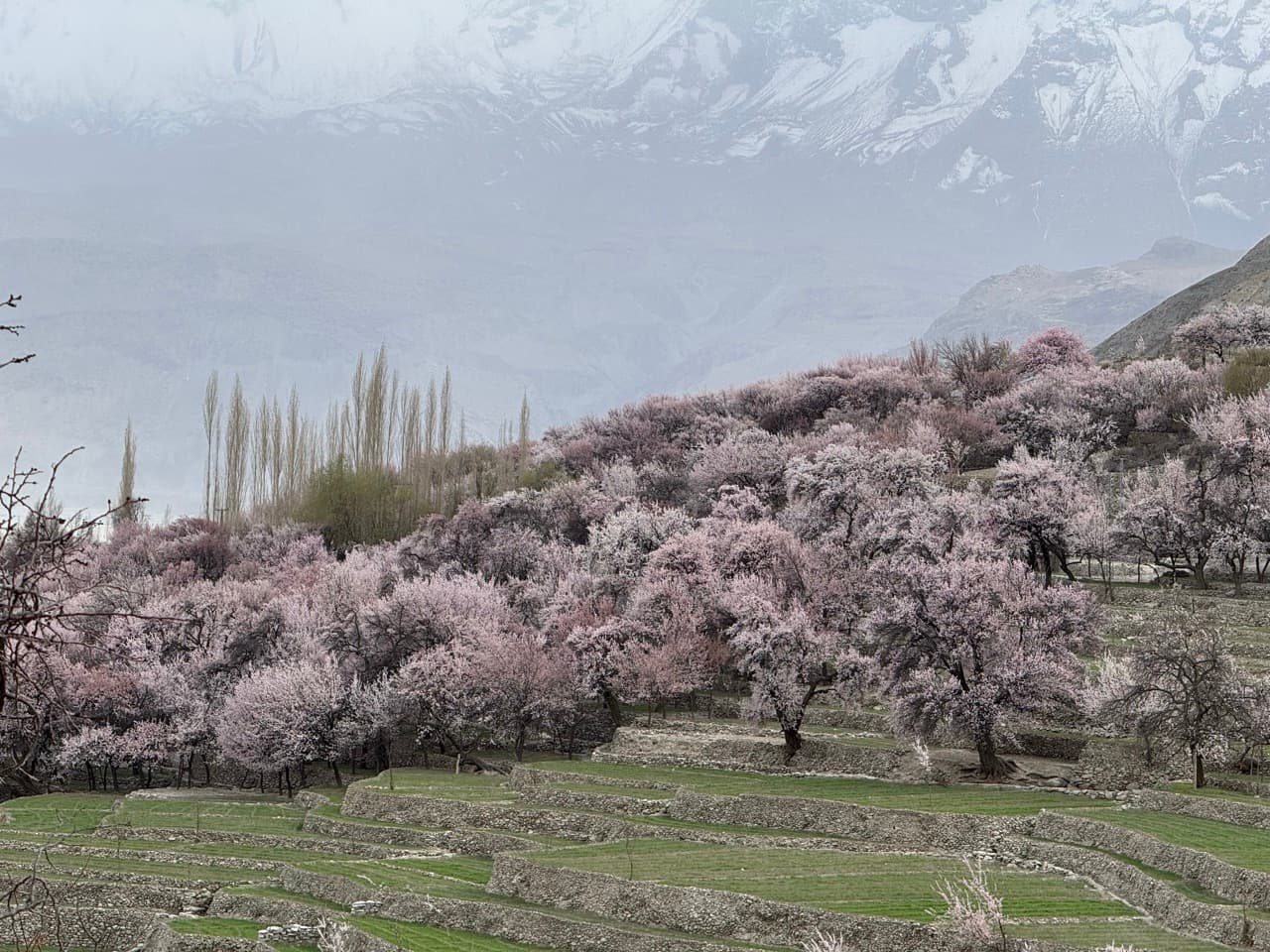 Blossom Trip to Skardu