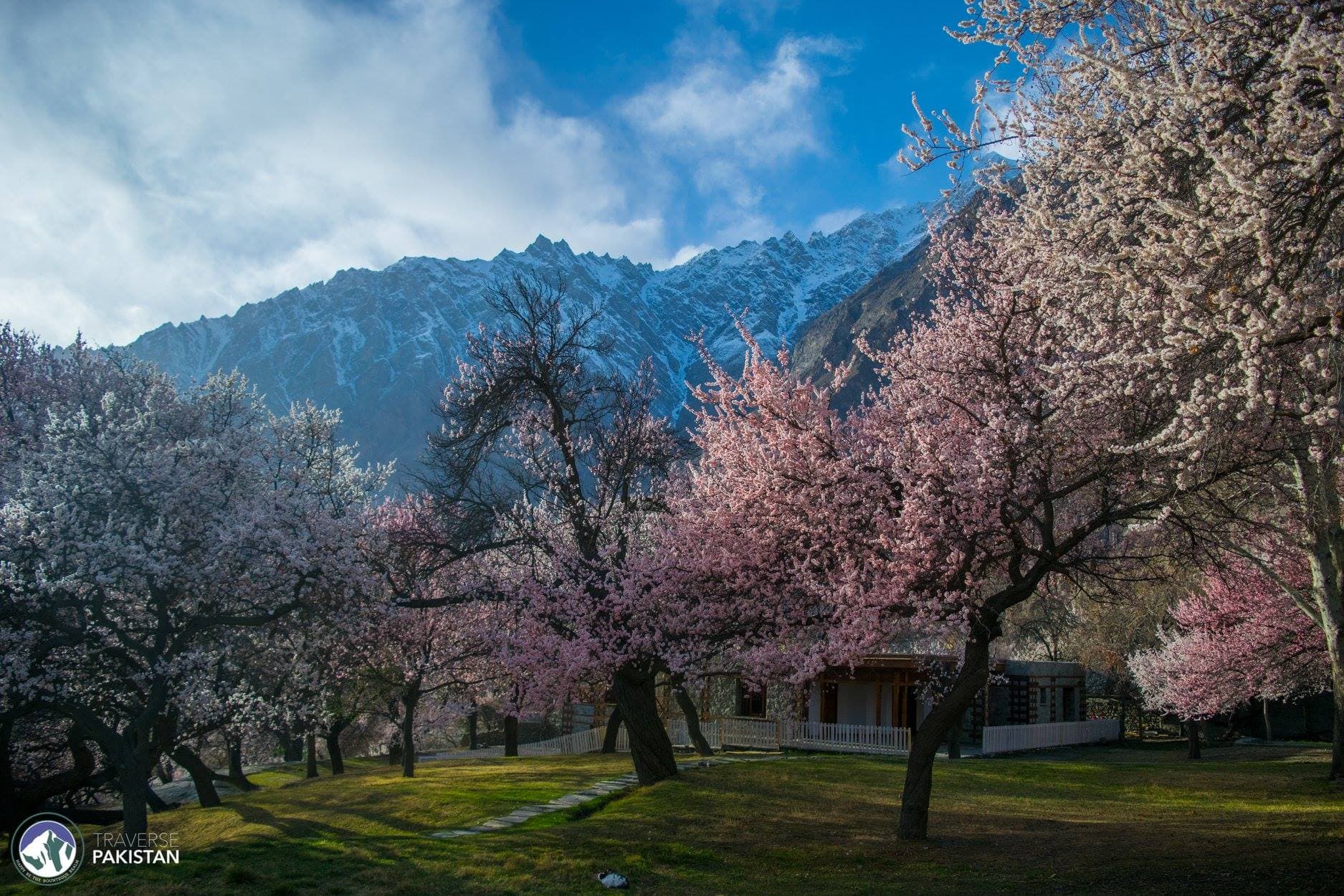 Best Places to experience Blossom up North